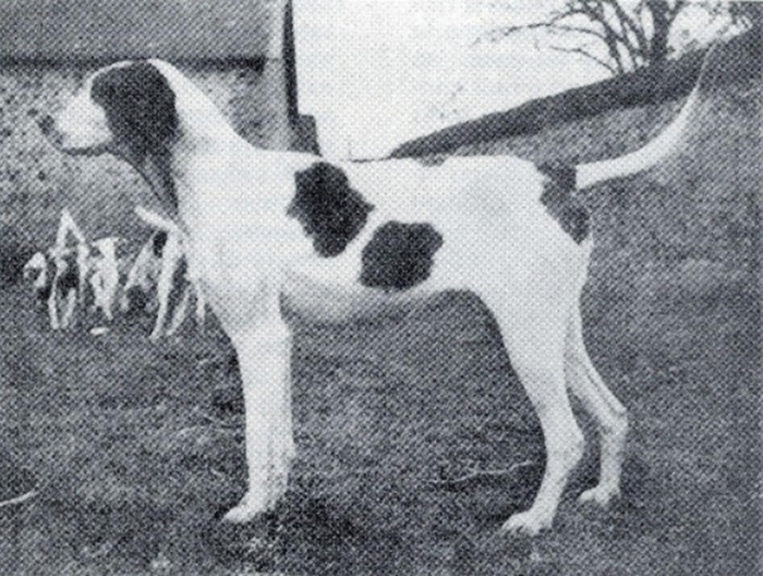 Merveille, chien type Chambray - Archives de la Société de Vènerie
